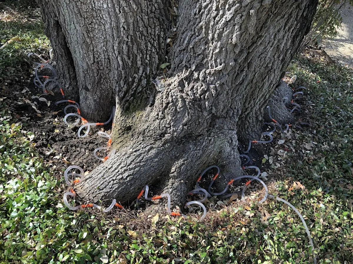 Detailed Tree Cabling and Bracing job site in Tellico Plains