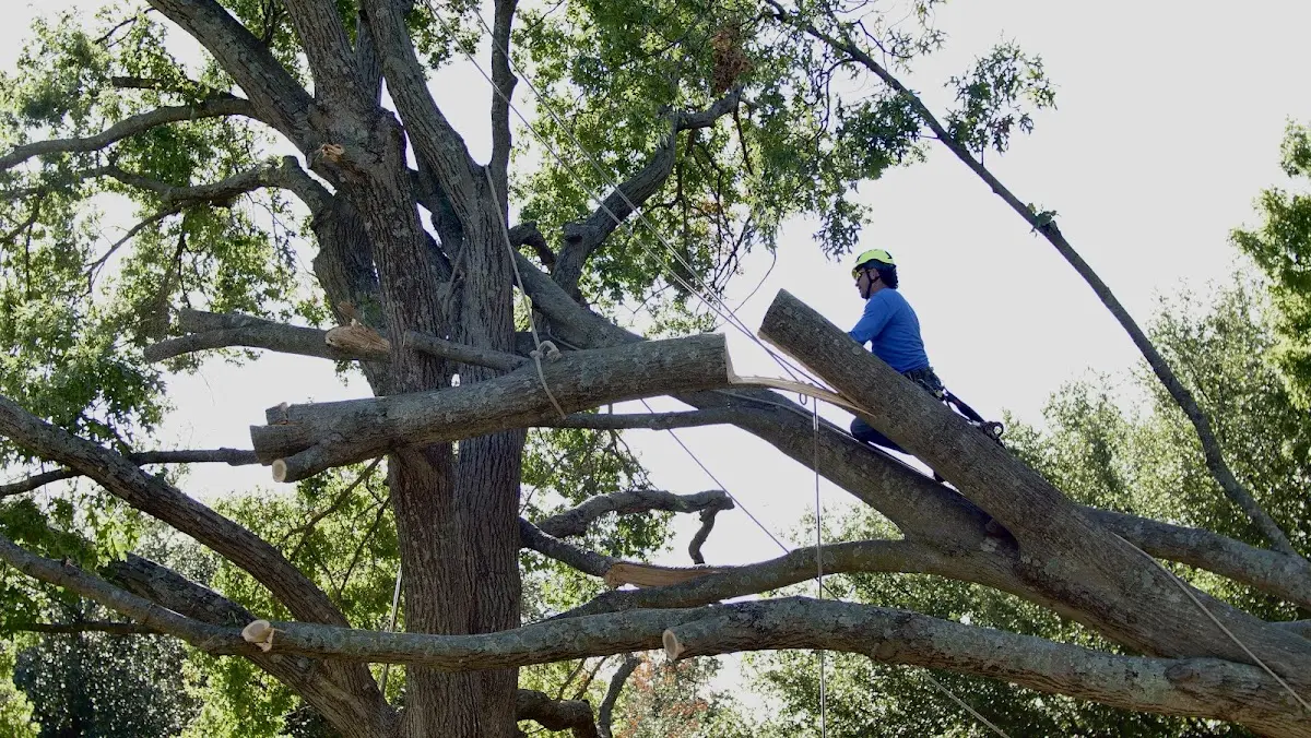 Professional Crown Thinning performed by certified arborists in Tellico Plains
