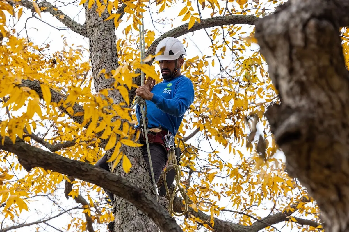Skilled Tree Pruning crew working in Tellico Plains