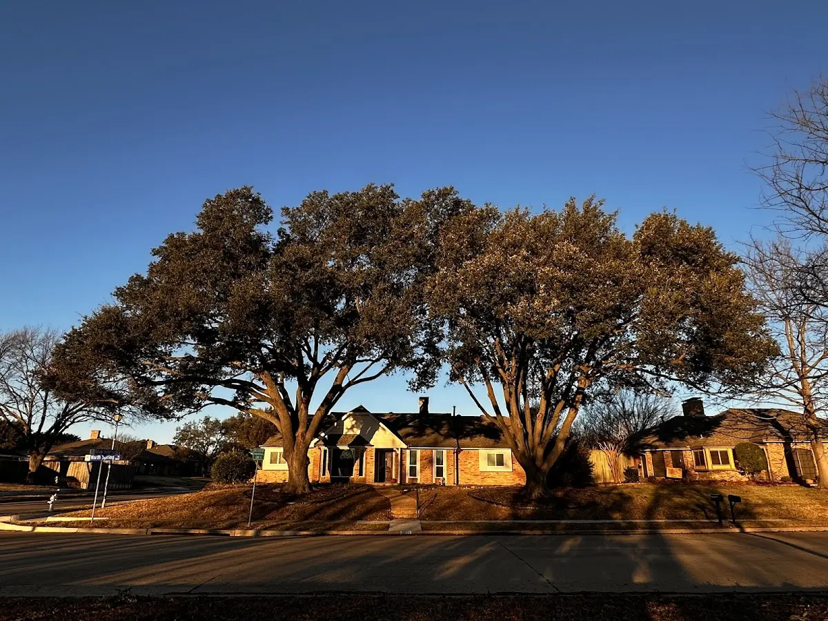 Established residential canopy tree shading a home in Tellico Plains